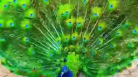 Exploring Peacock's natural beauty ,vibrant colours!