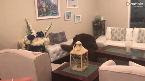 Giant Newfoundland out-dances little girl