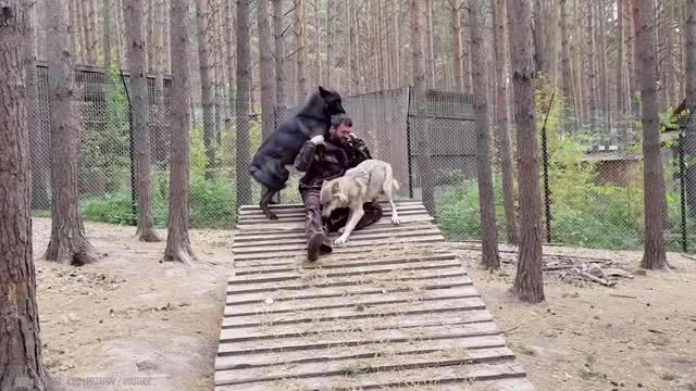 Animals Reunited With Owner After Years !