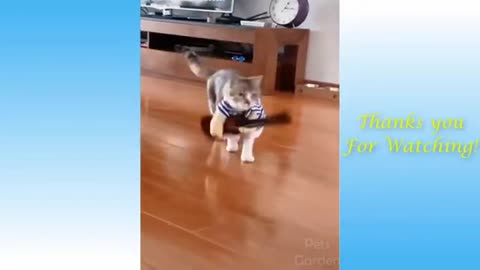 Vídeo de cães e gatos engraçados muito divertido