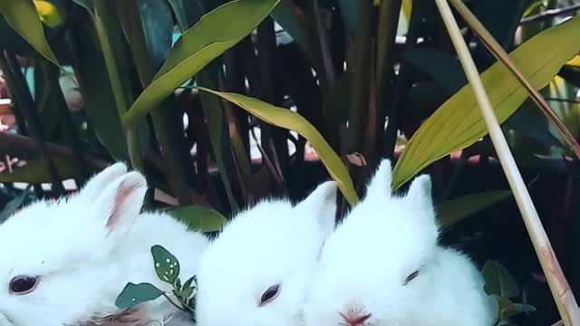 Rabbits Resting On A Pot With A Plant