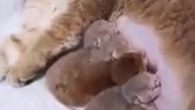 LAUGHING CAT MILKING HER KITTEN / FUNNY CAT AND DOG / FUNNY SHORT 😘