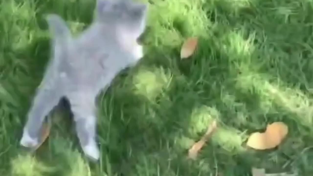 Cute chaos daily! πΎπ #Animals #pets #Funny #Reels #Shorts #Animalspoorly