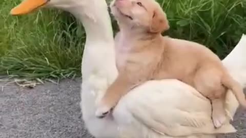 Cute dog and duck