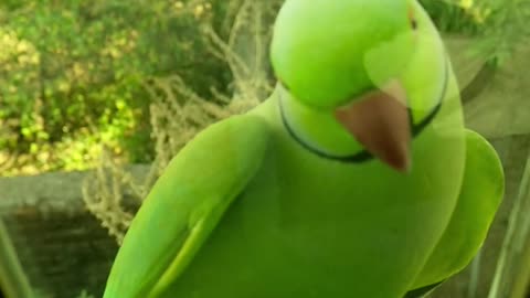 Doraa parrot