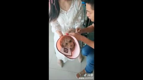 Funny Dog Injection videos Dog Injection Funny Compilation