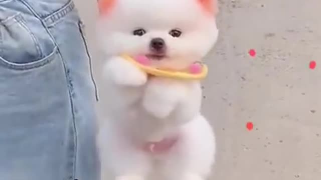 Cute Pomeranian Puppy