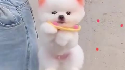 Cute Pomeranian Puppy