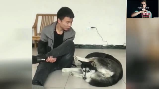 Husky imitates owner