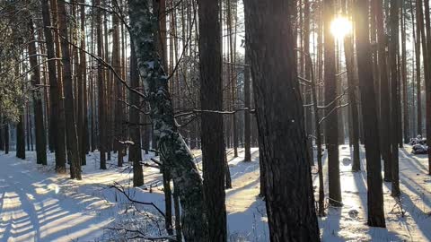 The Forest Looks Magical in Winter! :)