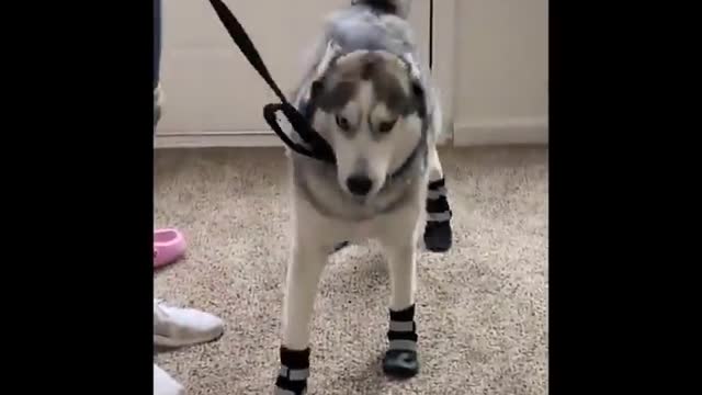 Funniest Dogs And Cats Ever 🐧 - Best Funny Animal Videos Of The 2022