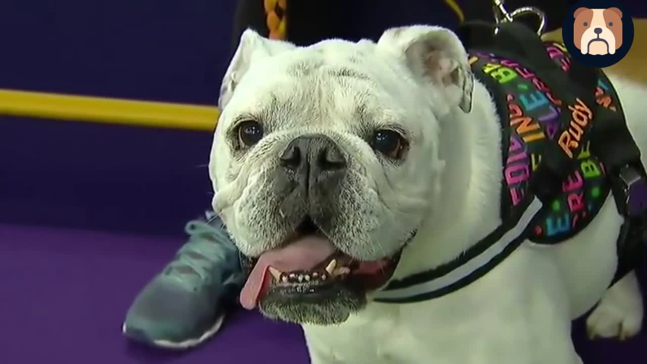 Rudy the Bulldog crush the 2019 WKC Masters Agility course