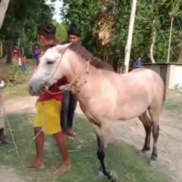 Horse racing HD