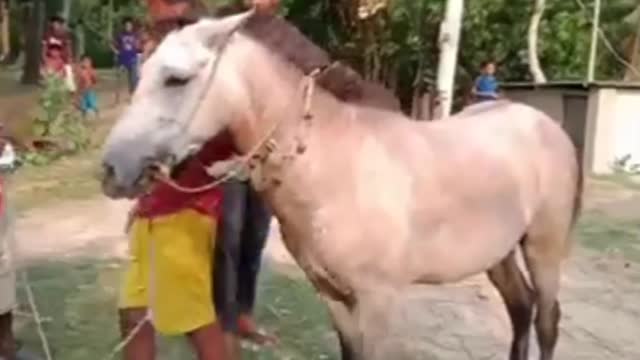 Horse racing HD