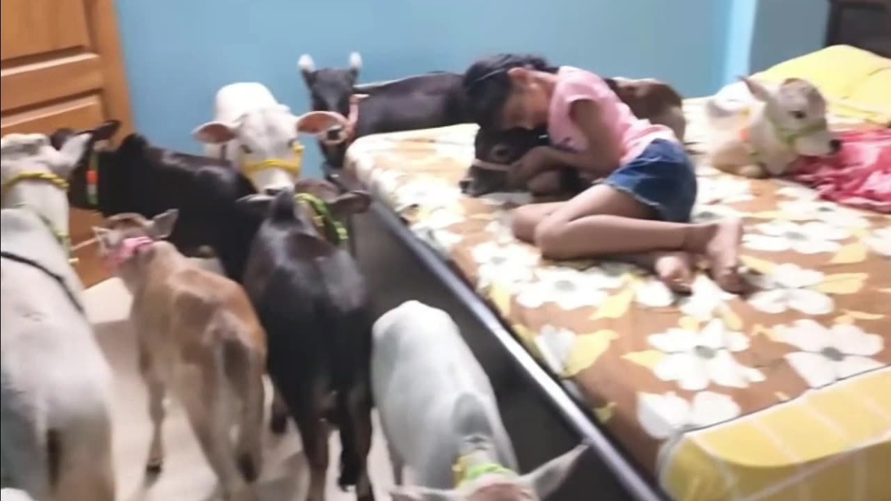 small cow