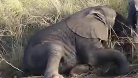 cut baby elephant dancing