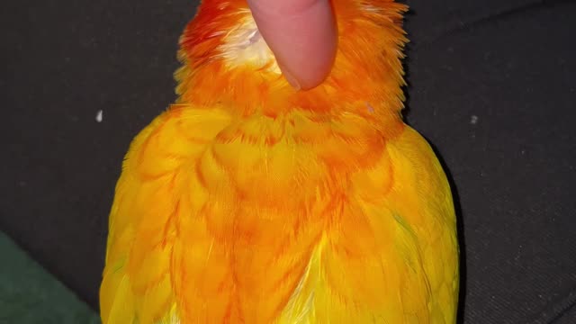 How I help Pluto with his pin feathers