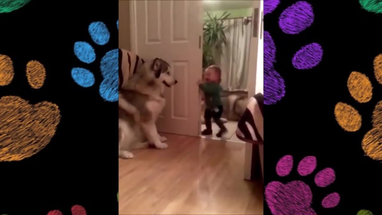 Adorable Alaskan Malamute playing with kids