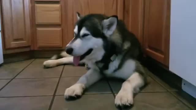 Malamute Sings Happy Birthday Song!!!_batch