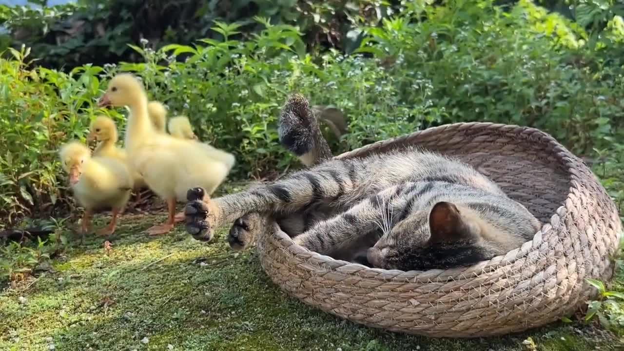 cat and duck