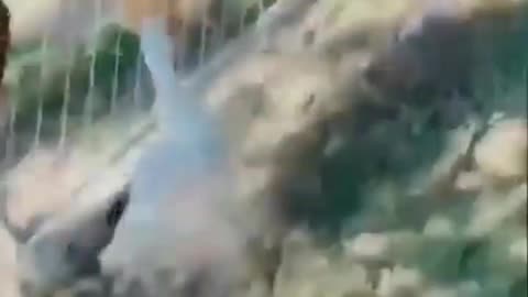 Cute and funny dogs and cats