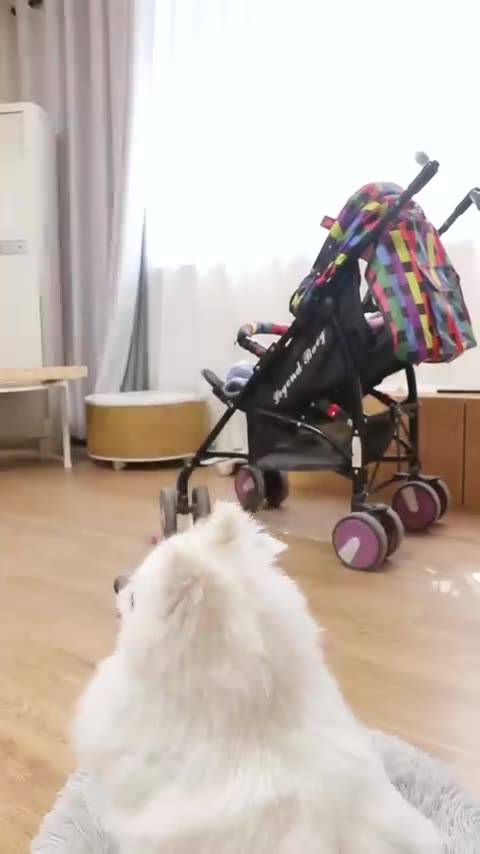 cute _smartnico _funny _dog