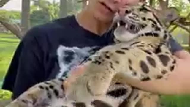 Bebê leopardo