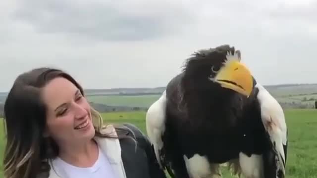 The biggest eagle in the world, Steller's sea eagle 🦅