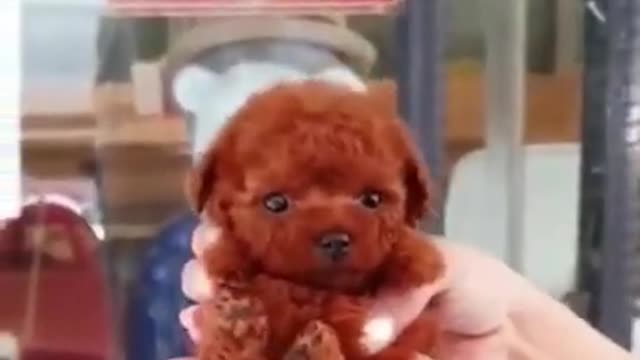 Cute Dog ❤ Baby Dog 🐕Funny Dog Video