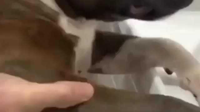 fear shows up #pitbull#dog trending #trend #viral #tiktok #animals #dogsoftiktok #funny #shorts