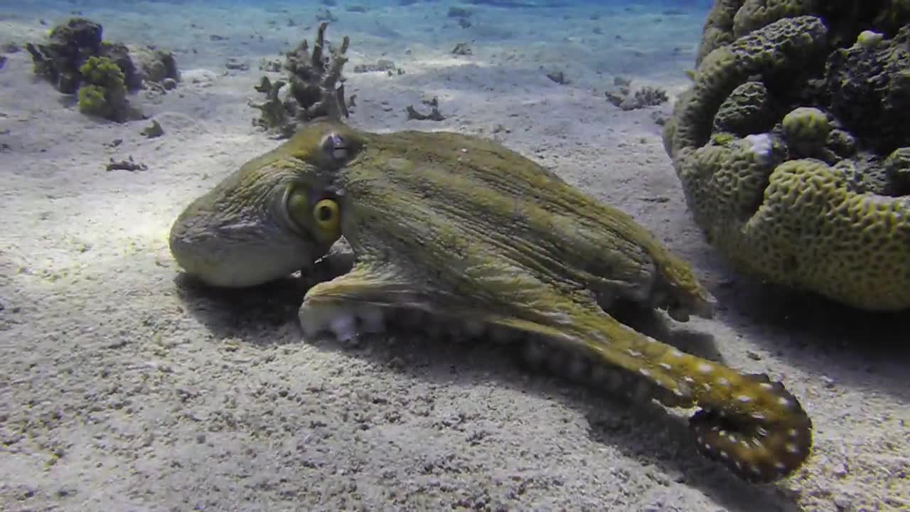 Two octopuses swimming in the Red Sea, eilat israel