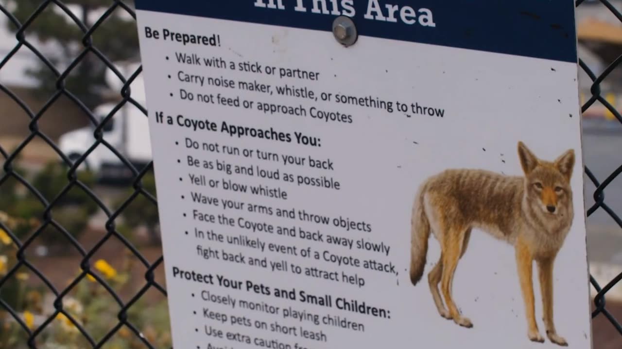 Revealing the origins of coyotes!!! Where are they from?