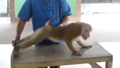 Monkey With A Six Pack