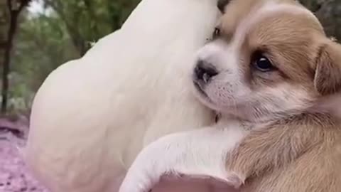 CUTE DOG!! funny animal videos try not to laugh - Cutest Animals 🤓 Cute baby animals 🤓#