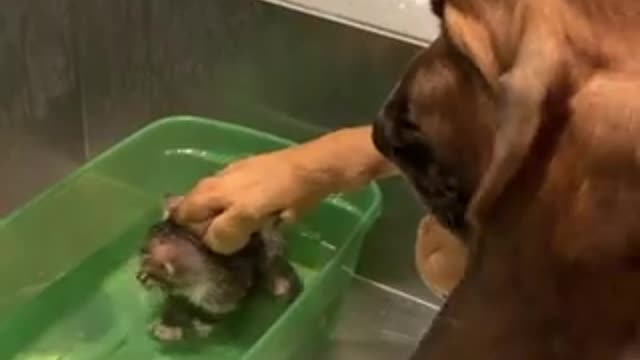 Dog comforts the baby cat rescued