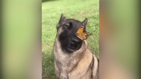 Dog friendship 🦋 butterflies. Cute animals