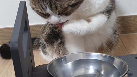 Cat Drinking Water with Hand