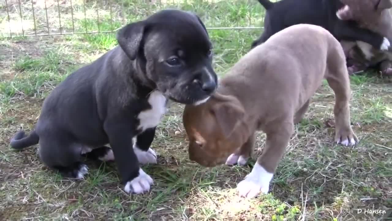 Pit Bull Growls and Snaps at Her Pups!