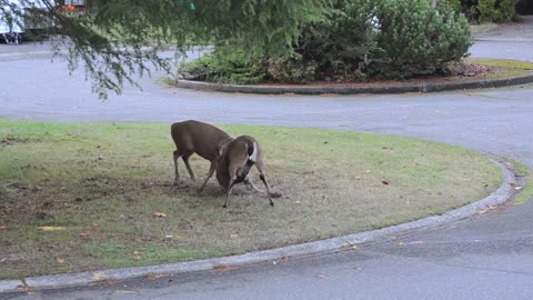 Deer Fight! Suburban Deer Rutting in our Front Yard. Saanich, British Columbia