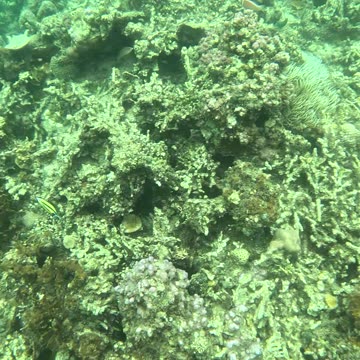 Snorkeling Adventure in the Pristine Waters of Once Islas, Zamboanga.