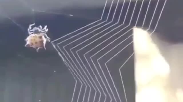 Spider web knitting