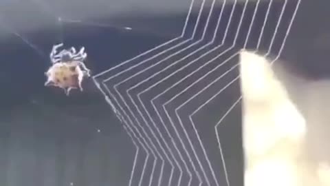 Spider web knitting