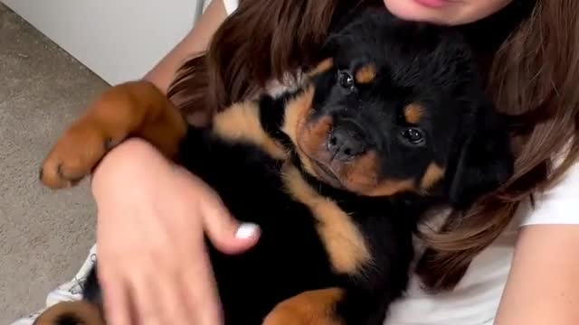 Rotweiler puppy funny cute 😊💥💥💥💥