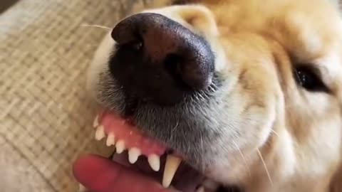 Cute and Funny Dog Videos Compilation