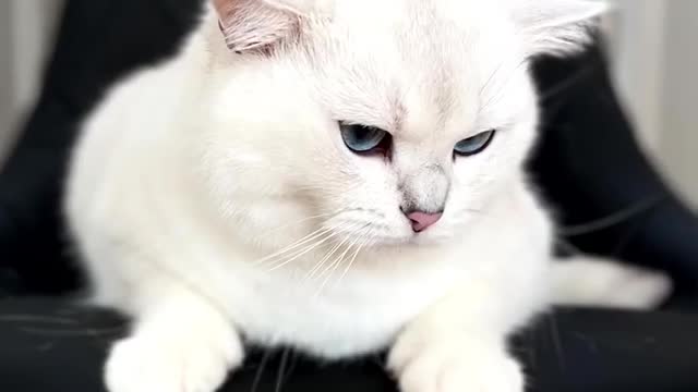 My beauty routine | cute cat |