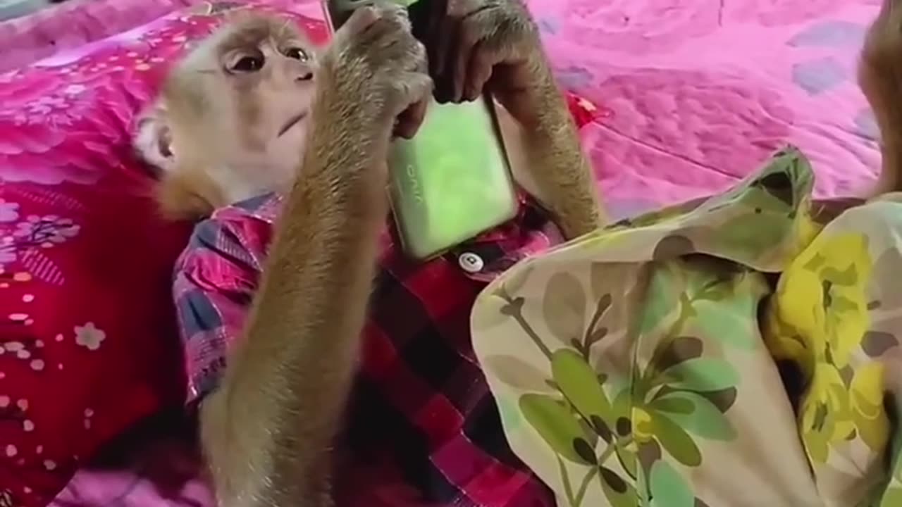 Very funny videos of cute monkey.😃😃