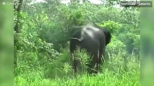 Elefante é resgatado em canal no Sri Lanka