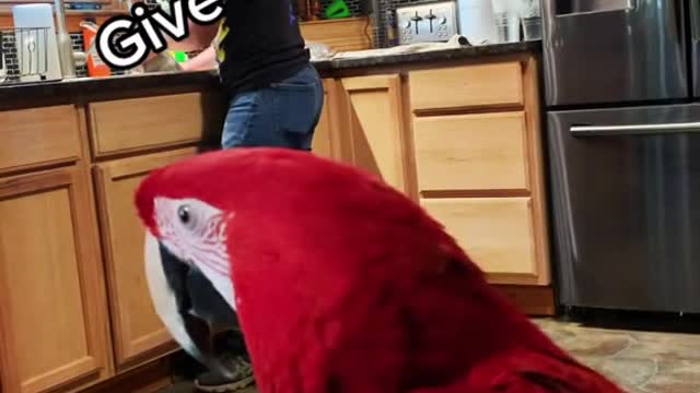 fyp#birdtok#macaw