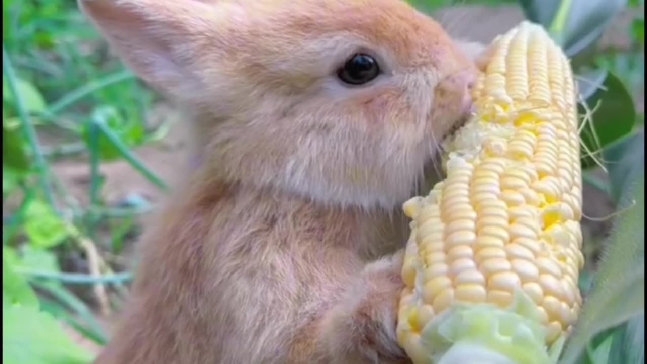 Rabbit and the corn