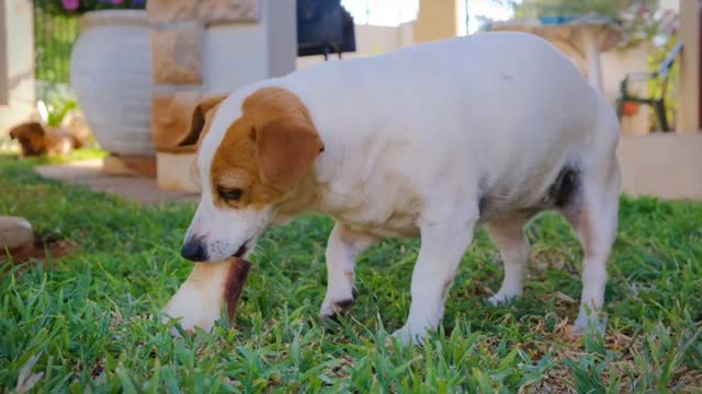 Sweet dog best video (pets video) funny dog